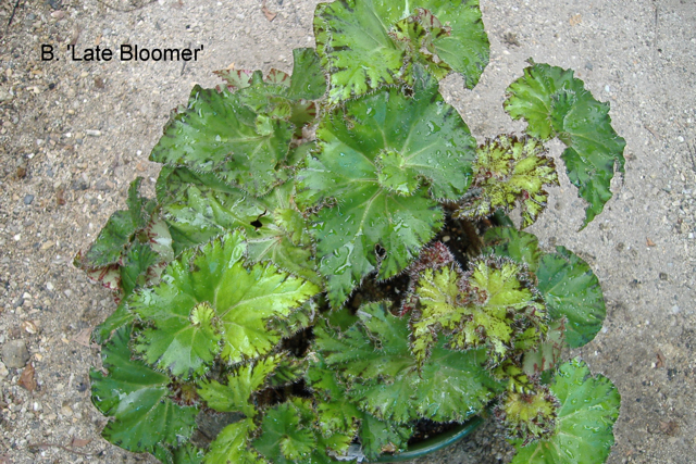 B. ‘Late Bloomer’